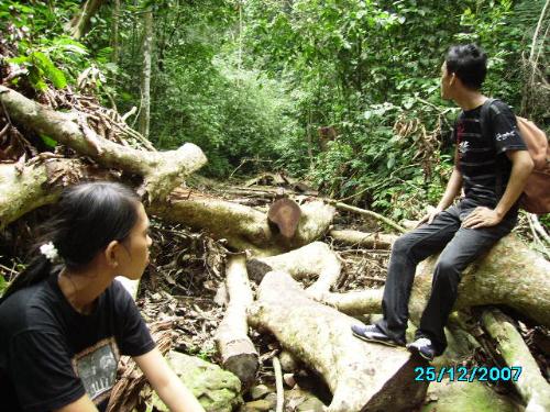 Save Our Planet - This is a picture about what is going on in Indonesian forests (Labuhanbatu District - North Sumatera Province). I get this when I make my adventure journey in last desember 2007. Please help to stop more illegal logging in Indonesia.