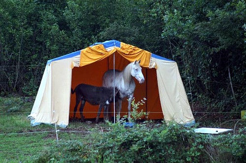 camping - camping with donkey