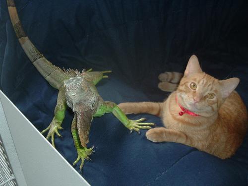 cat and iguana are best friends - This is my cat simba he is sleeping and the iguana just woke him up they got along very well. Ricky the iguana past away from a heart attack but I think it is amazing that they got along