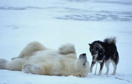 dogs and polar bear - dogs playing with polar bears