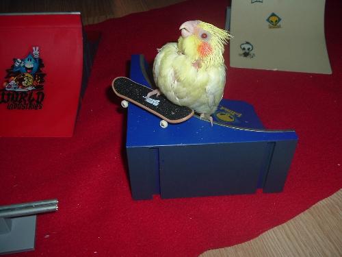 this is a picture of my lutino that skateboards - this is a picture of a cockatiel that decided to take over on my sons toys this one would stand on the finger skate boards and climb up on the ramps