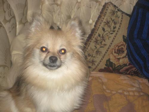 Princess my pomeranian - Princess is my 4lb pomeranian who is 20 months old. She is loving, cute and full of antics. Princess is always by my side (more like my feet). When she is a little older I wan to breed her- she would make pretty puppies and I think be a great mom