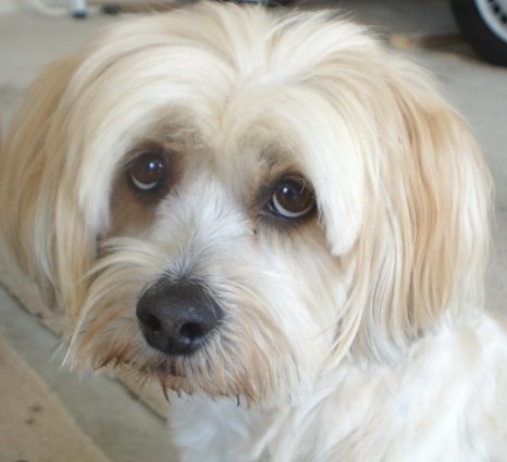 My dog had surgery - This is Penny, an 11 year old Lhasa Apso. She had to have surgery a few days ago and has been very lethargic since then. She is now her usual bouncy, happy self again!