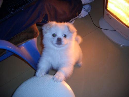 my star poodle - this is my poodle playing with himself with his paws on the stool looking at me taking a photo of him