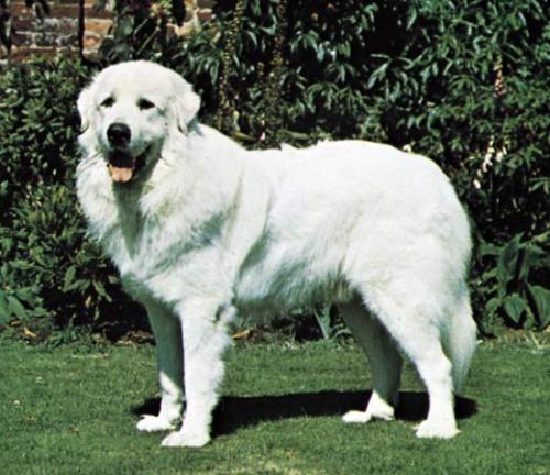 Great Pyrenees Dog - this is the type of dog I recently rescued, a Great Pyrenees