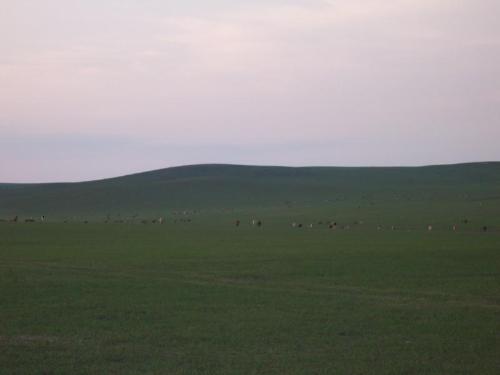 Hunlun Buir Grassland - blue sky,whit cloud,green land and the cows,a bautiful place.