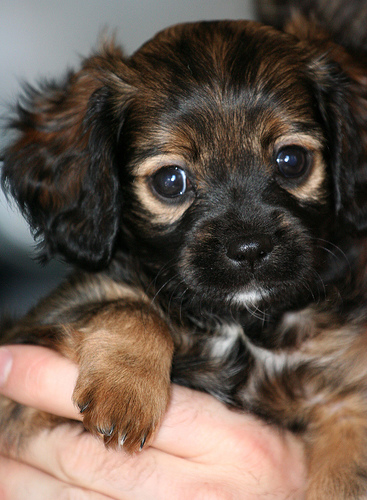 Cavalier King Charles Puppy - Cavalier King Charles Puppy black and brown