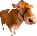 Cow  - Image of a cow