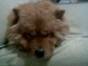 my little dog - my little dog is very handsome,isn't it? he was loved by many people.Because he like lion very much.hha