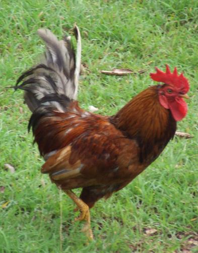 The Rooster - Have you ever stopped to notice that in the animal kingdom the males are the ones that are more extravagantly adorned. Think of the rooster, the lion, the peacock etc.......  This is quiet the reverse in the world of the humans. The females are the ones granted the fine physical attributes.  Isnt creation amazing.........