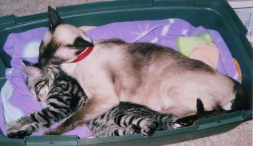 Gracie and Music - Gracie took to little Music when he was a kitten and mothered him. Now she won't have anything to do with him. lol