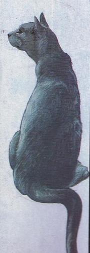 Black Cat - In some countries black cats are not well liked because they are thought to be evil. Black cats are used as symbols of evil and witch craft and they are also thought to be the dead come back walk the earth in that form.