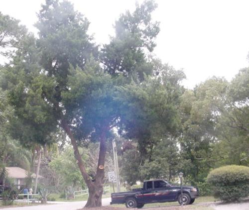 Cedar tree - This tree is in front of the house Cedar tree - This tree is in front of the house