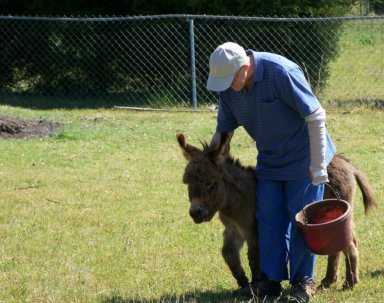 Myself and my miniature donkey Joe - This is myself with one of my miniature donkeys. His name is Joe.