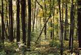 Woods - This is just what our woods looks like. I want to make it look nice and enjoyable.