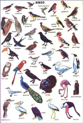 Birds  - anyone want to see birds in one place then have a look