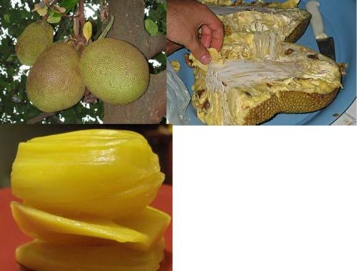 Jackfruit - Tropical delicacy.