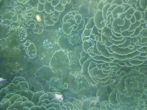 Corals - Imagine the beauty of sea corals.