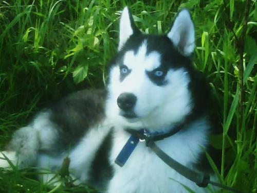 will he win cruffs??? - this is demon my sibberian huskie do u think he could win cruffs i think so!!!! please tell me what u think!!!!!!