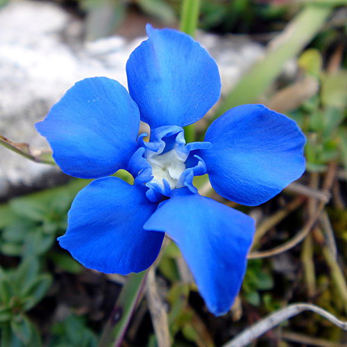 Blue flower - spring flower blue