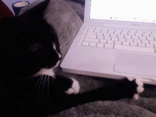 Sydney on myLot - This is my oldest cat getting her myLot on!