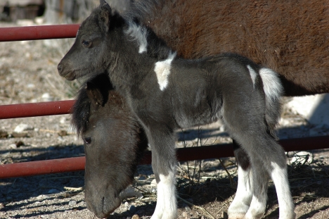 Baby miniature horses - Cute miniature horses!