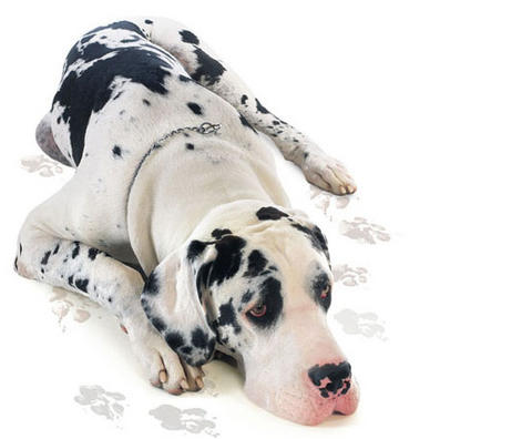 My dane! - This is the great dane I wish I had!