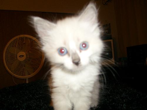 my kitty - Bailey, a Rag doll kitten