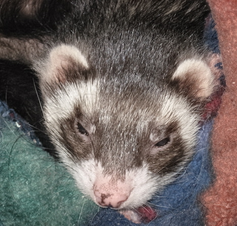 Timmy - My daughters ferret, Timmy. Timmy - My daughters ferret, Timmy.