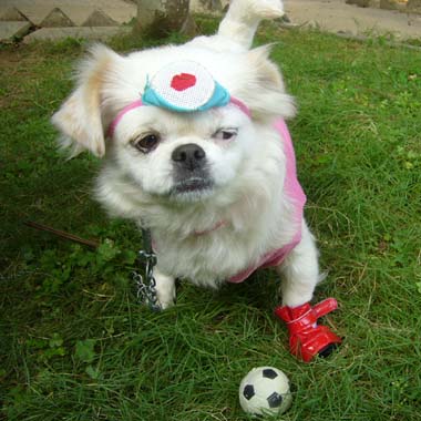 pet - my lovrly pet
