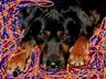 pets - This is/was my dog Dude, he will be gone from me 2 years April 9,2008. This is in his memory, Dude, I miss you buddy, love mom.