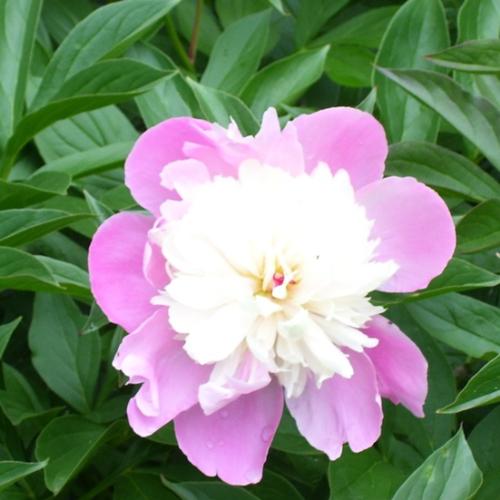 Peonie - this flower is in full bloom - look closely and you can see dew drops still on the flower.