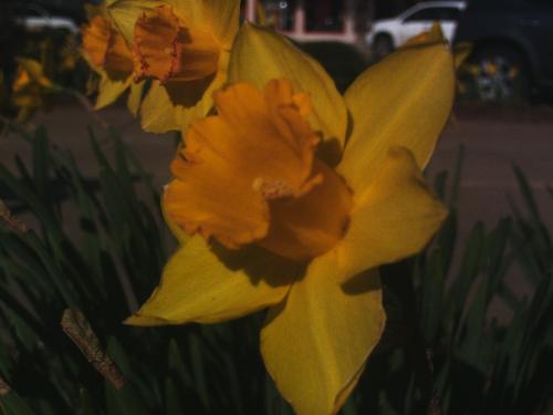 Easter Sunday 2008 outside church - Taken with DXG 5.0 megapixel camera. Stillwater, Oklahoma. Outside St. Andrew's Episcopal Church.
