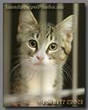 cat shelter - Where so many need a home!