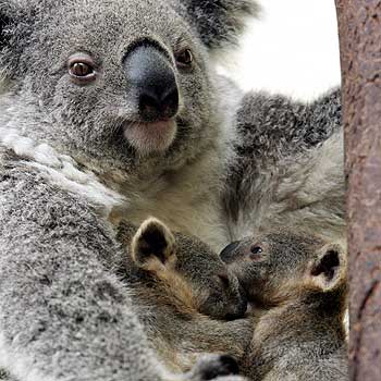 Koala Twins - Koalas abound in most States of Australia.