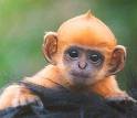 orange monkey - orange monkey!!!!