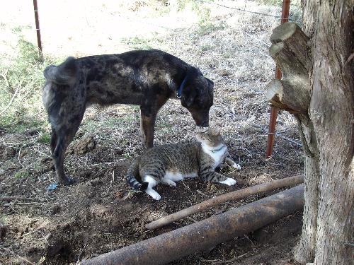 Cats & Dogs - Simple photo of a dog and cat enjoying the nice spring weather.