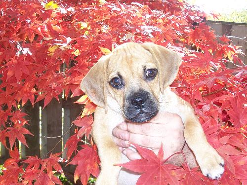 Oliver - This is our dog Oliver who is a puggle