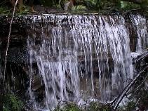 Fater Fall - This picture I got from Gardening Basics web site. Its beautiful.