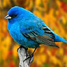 Bluebird - I found this picture online, and thought it was really cute.