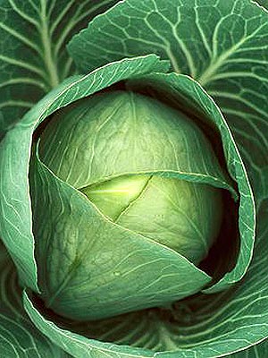 Cabbage - Just caught sight of this for my collection