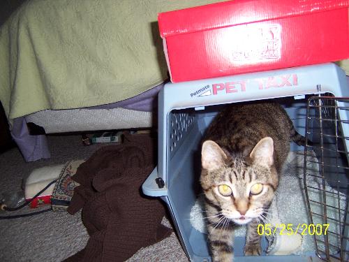 Sammy getting out of Petie's kennel - Sammy loves to sleep in Petie's kennel Sammy getting out of Petie's kennel - Sammy loves to sleep in Petie's kennel