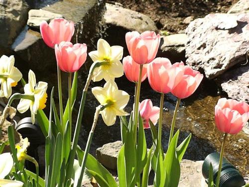 Bulbs - This also from a Gardning site.