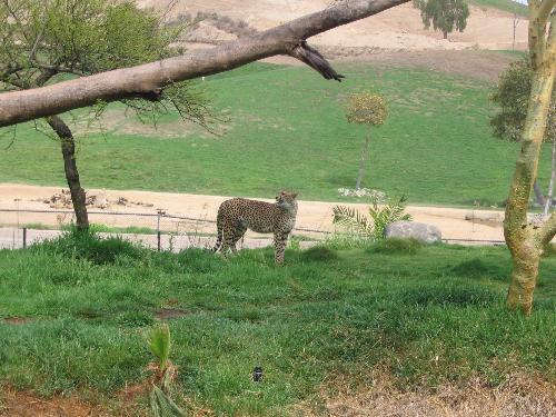 Cheetah - Took this picture at the Wild Animal Park in San Diego.