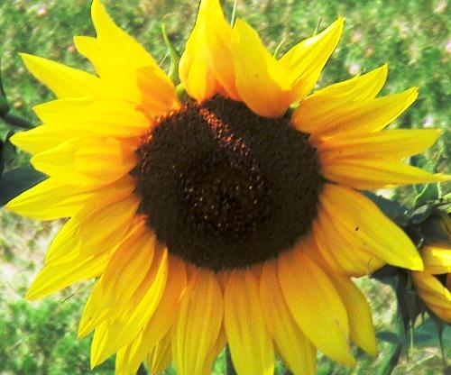 Sunflower - A sunflower I found at my uncle's house Summer 2007.