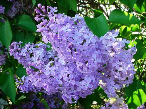 Lilacs - Taken at the Lilac Festival in Rochester, NY, USA May 2007