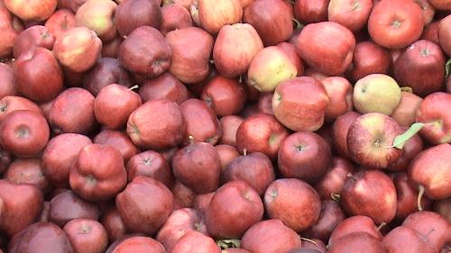 Apples - A bin of Red Delicious apples taken at a u-pick farm in Brockport, NY Fall 2007
