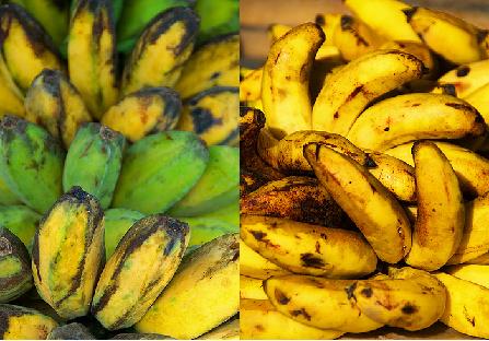Saba and Tondan - These are Filipinos most favorite type of bananas, Saba and Tondan respectively.