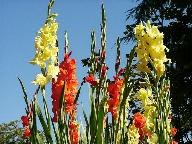 Gladiolas - From the gardening basics site. It has a lot of beautiful nature pictures. Hope every body would enjoy these.