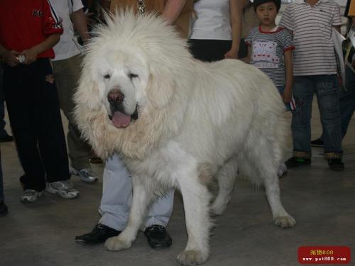 tibetan mastiff - white one
